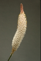 Bulbinella graminifolia